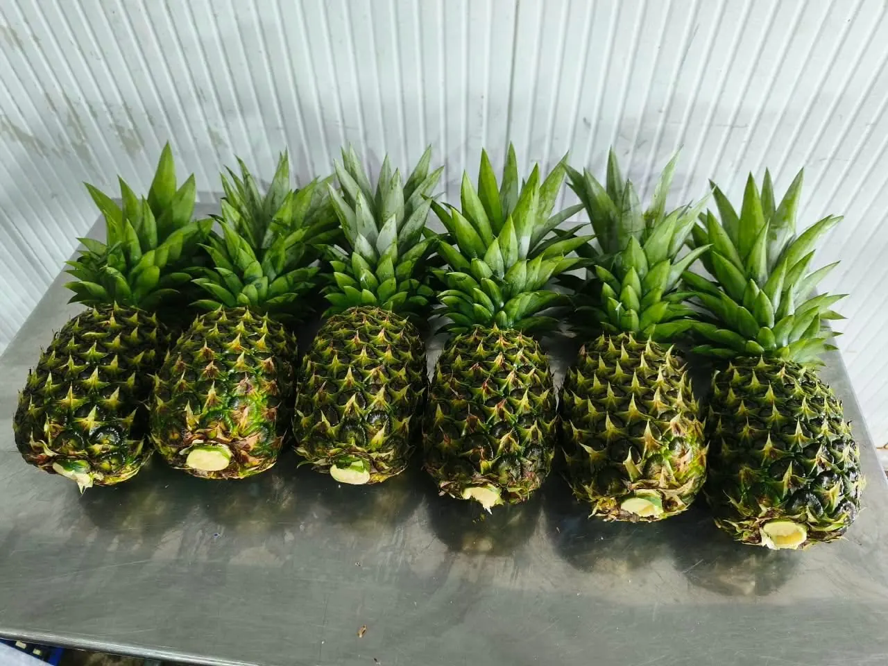 Piñas Golden con corona, listas para empacar